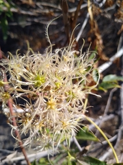 Clematis ligusticifolia