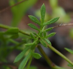Brachyscome ciliaris ciliaris
