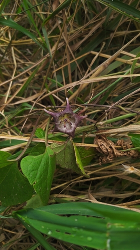 Image of Dictyanthus pavonii by no rights reserved