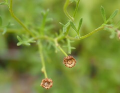 Brachyscome ciliaris ciliaris
