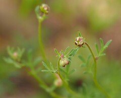 Brachyscome ciliaris ciliaris