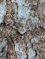 Pandercetes gracilis