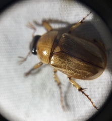 Cyclocephala lurida