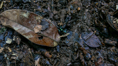 Dendrobates auratus