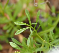 Brachyscome ciliaris ciliaris