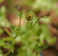Brachyscome ciliaris ciliaris