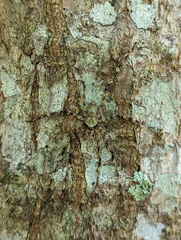 Pandercetes gracilis