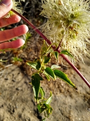 Clematis ligusticifolia