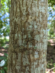 Pandercetes gracilis