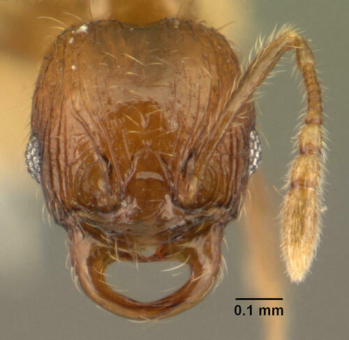 Chimaeridris burckhardtiChimaeridris burckhardti