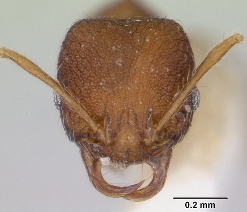 Chimaeridris boltoni