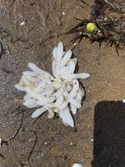 Sepioteuthis australis