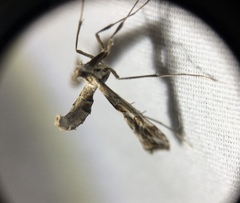 Lineodes