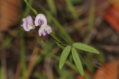 Glycine tabacina