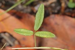 Glycine tabacina