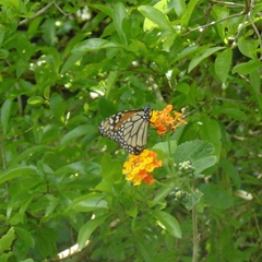 Danaus erippus