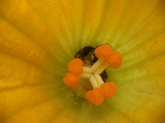 Cucurbita maxima