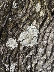 Myelochroa aurulenta