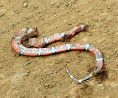 Lampropeltis polyzona