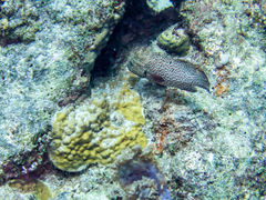 Cephalopholis cruentata