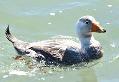 Tachyeres leucocephalus