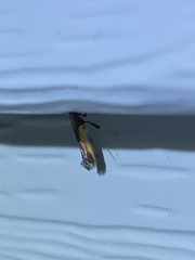 Caloptilia bimaculatella