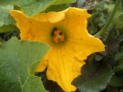 Cucurbita maxima