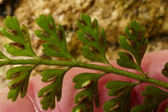 Asplenium cimmeriorum