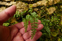 Asplenium cimmeriorum
