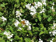 Hylephila phyleus