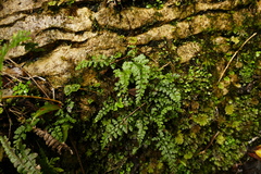 Asplenium cimmeriorum