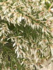 Baccharis neglecta