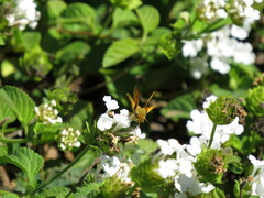 Hylephila phyleus