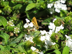Hylephila phyleus
