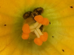 Cucurbita maxima