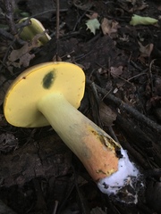 Lanmaoa pseudosensibilis image