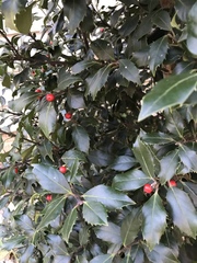Ilex aquifolium