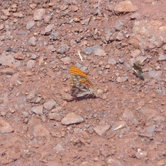 Dione vanillae maculosa