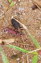 Cicindelina