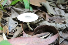 Lepiota