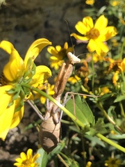 Stagmomantis