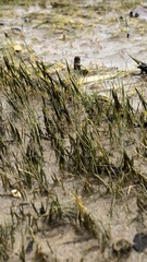 Eleocharis acicularis