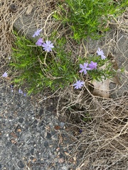 Polemoniaceae