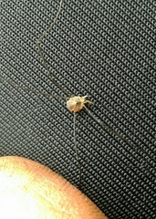 Leiobunum blackwalli