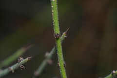 Adolphia californica