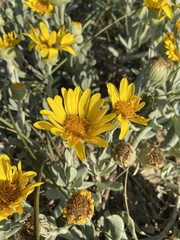 Senecio crassiflorus