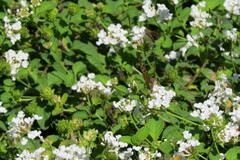 Staphylus hayhurstii