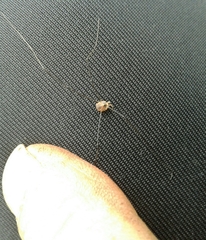 Leiobunum blackwalli