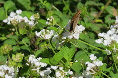 Staphylus hayhurstii