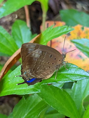 Arhopala madytus